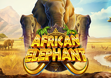 African Elephant